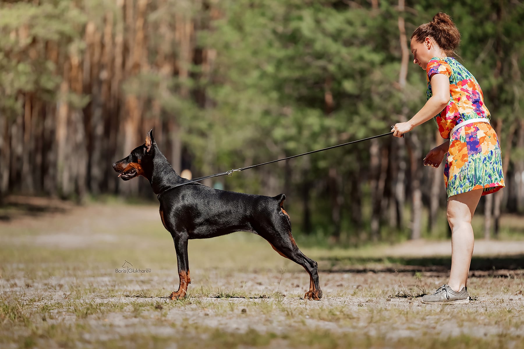 Doberman Rose foto