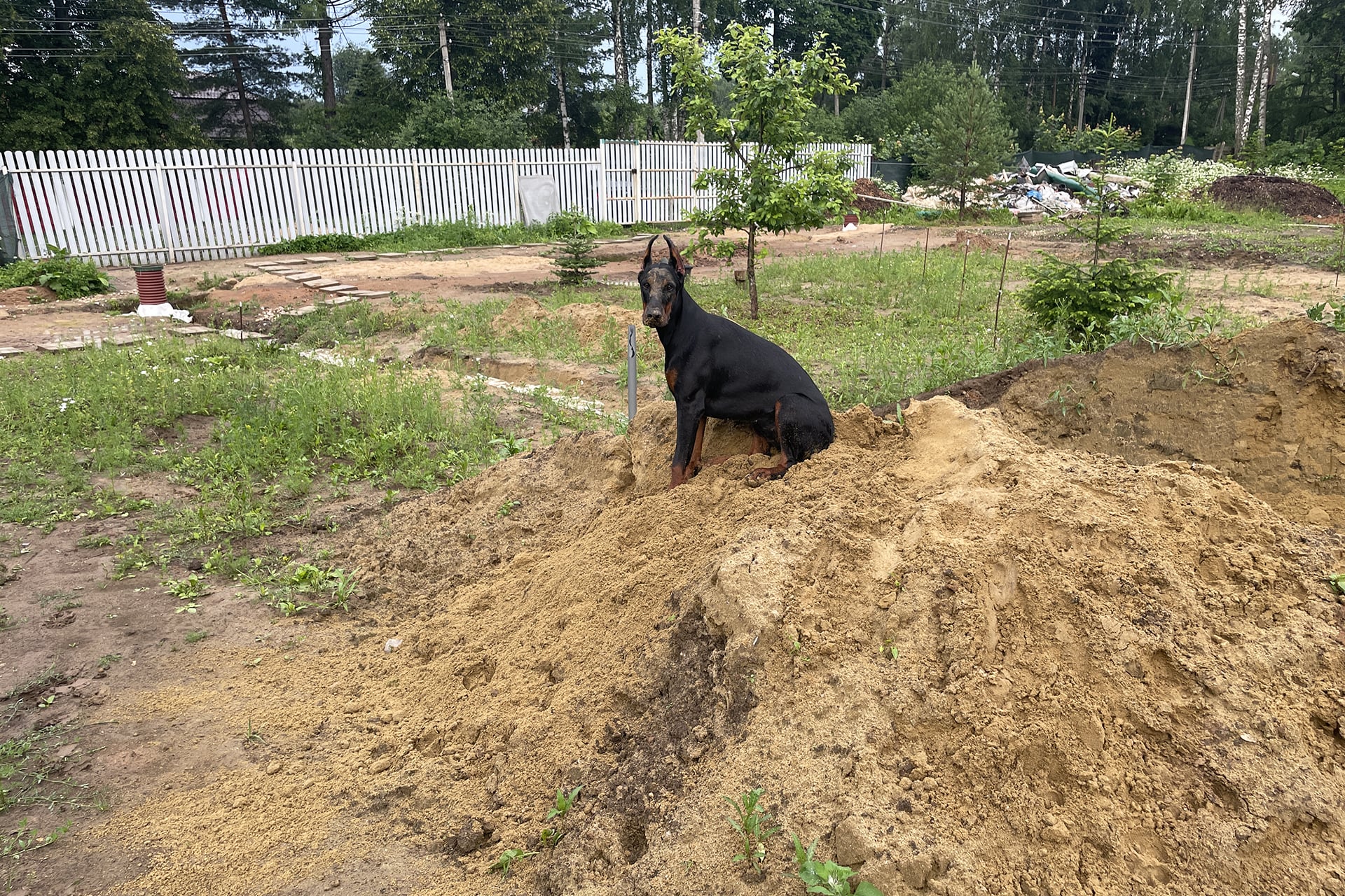 Doberman Rose foto