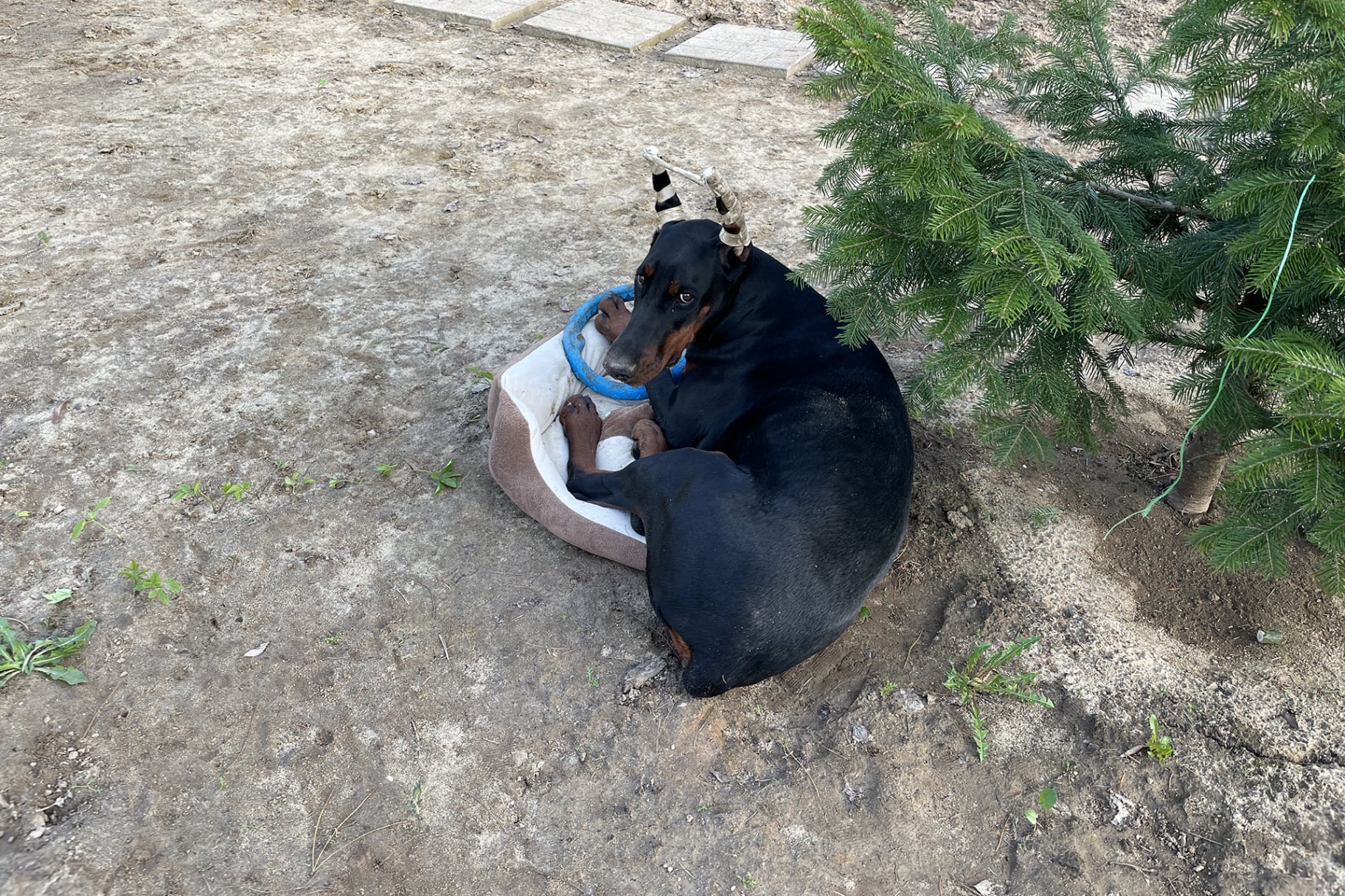 Doberman Rose foto
