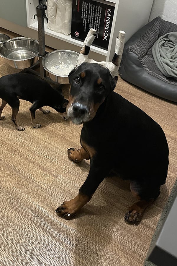 Doberman Rose foto