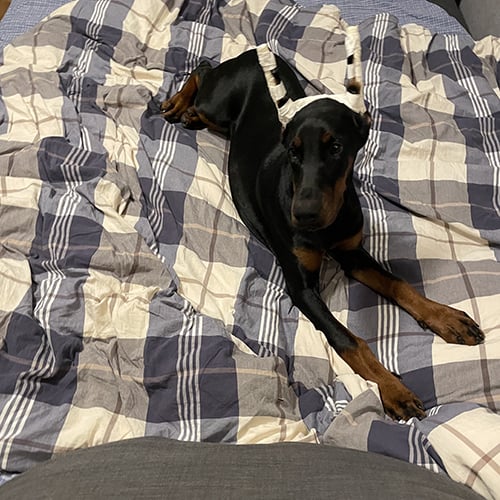 Doberman Rose foto