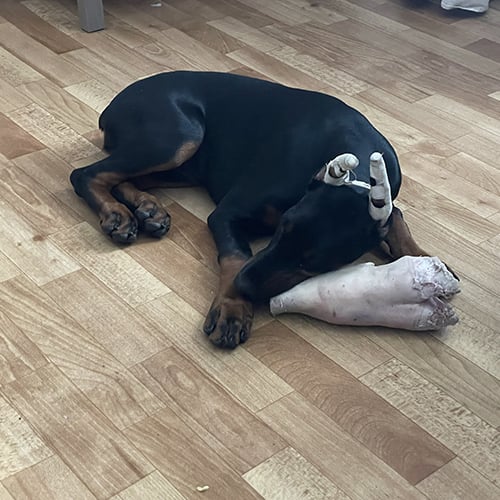Doberman Rose foto