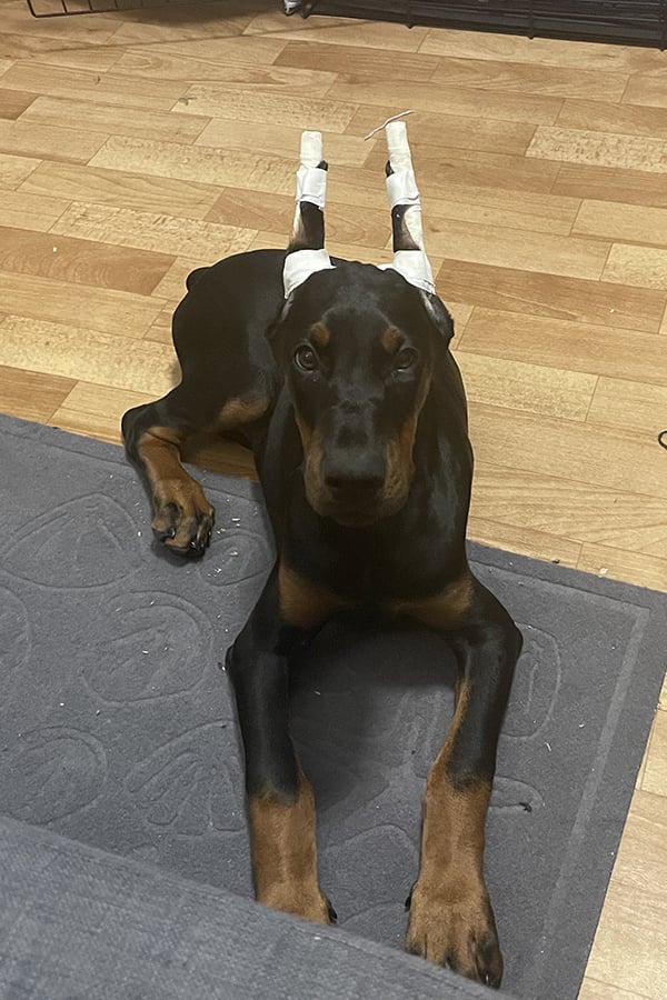 Doberman Rose foto