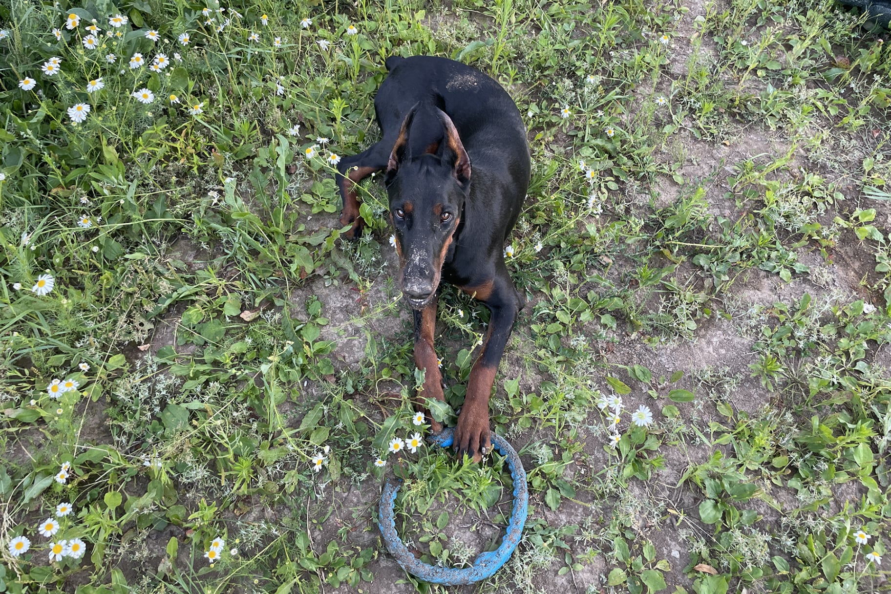 Doberman Rose foto