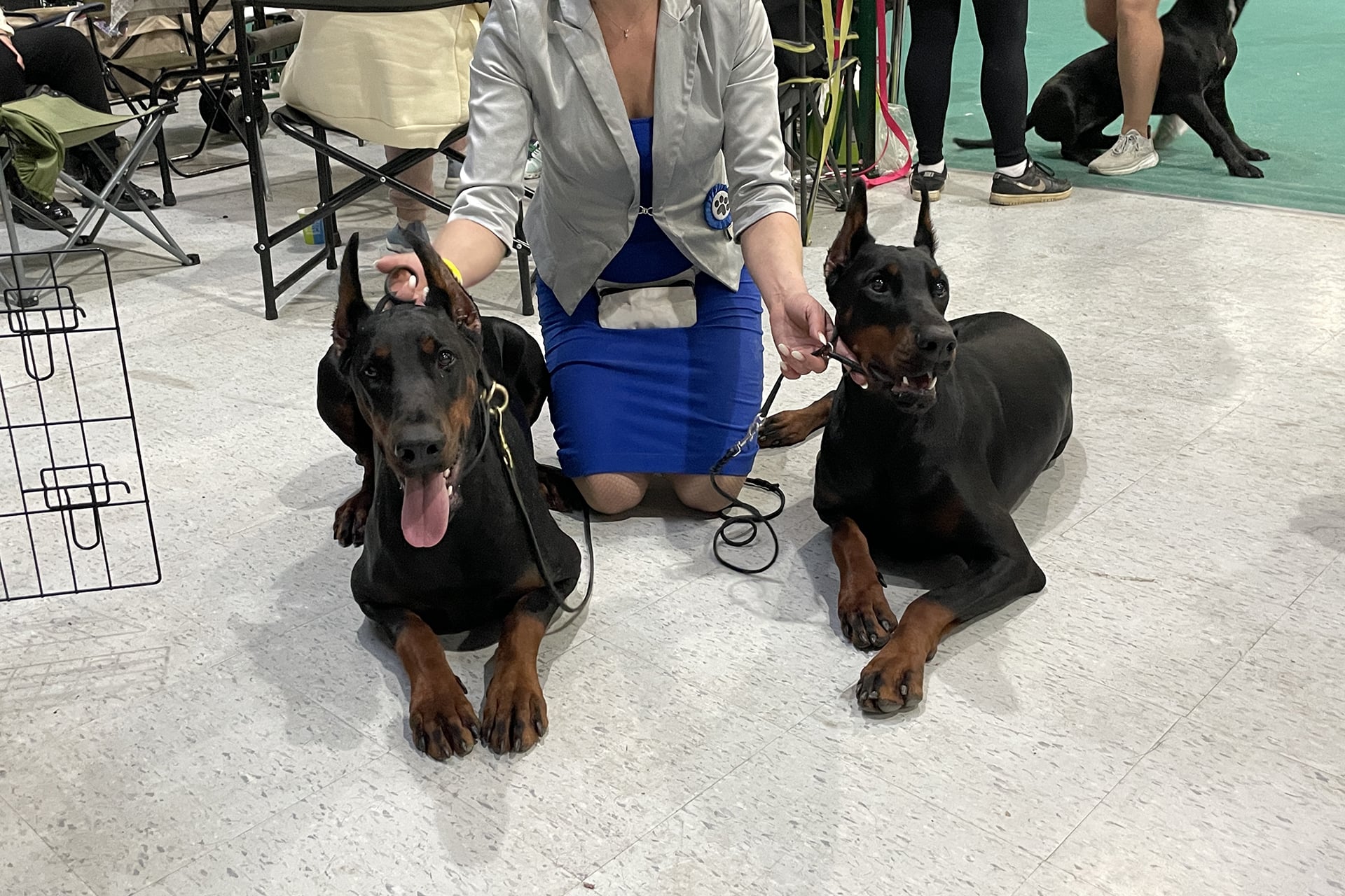 Doberman Rose foto