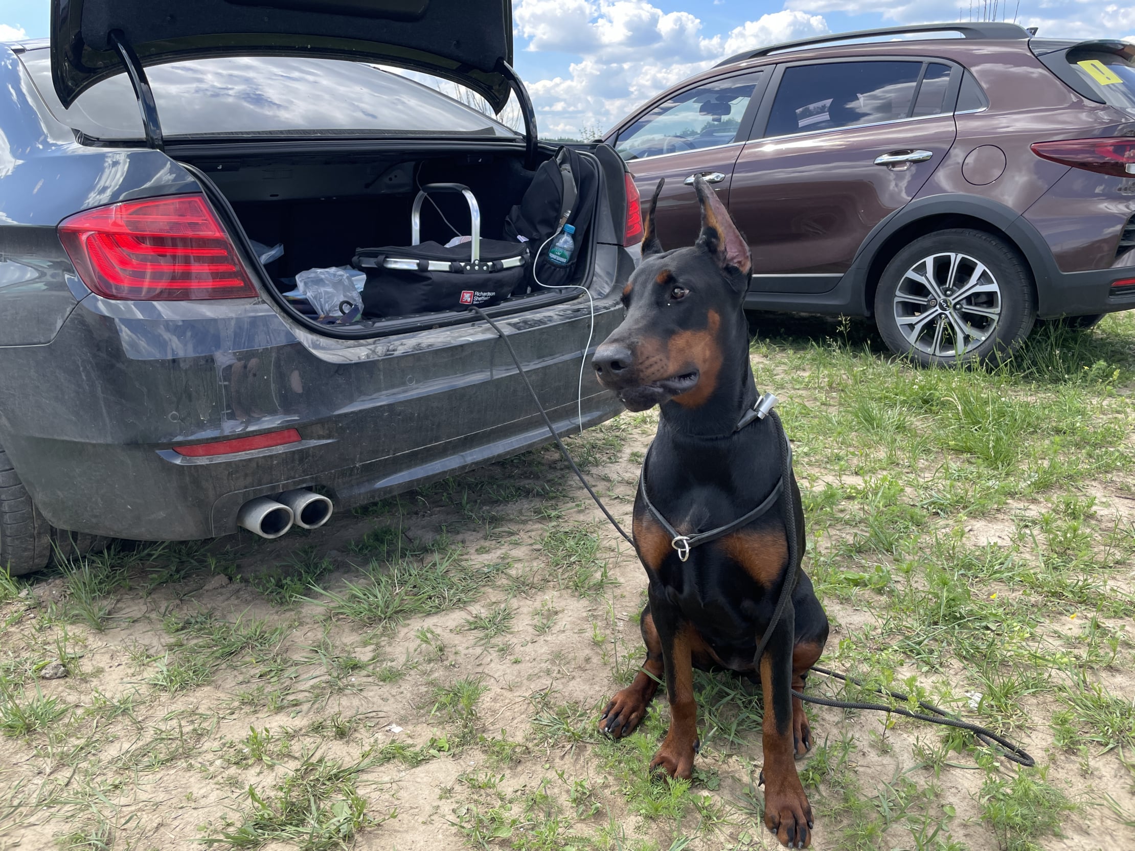 Doberman Rose foto
