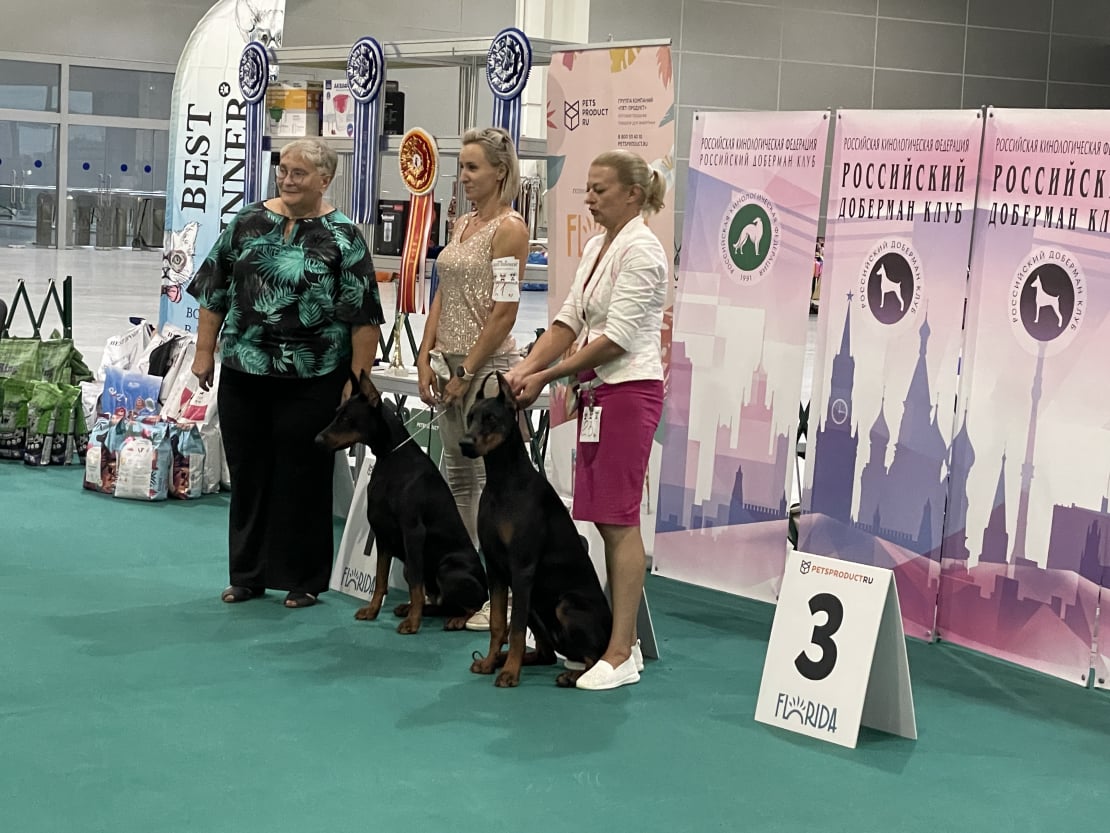 Doberman Rose foto
