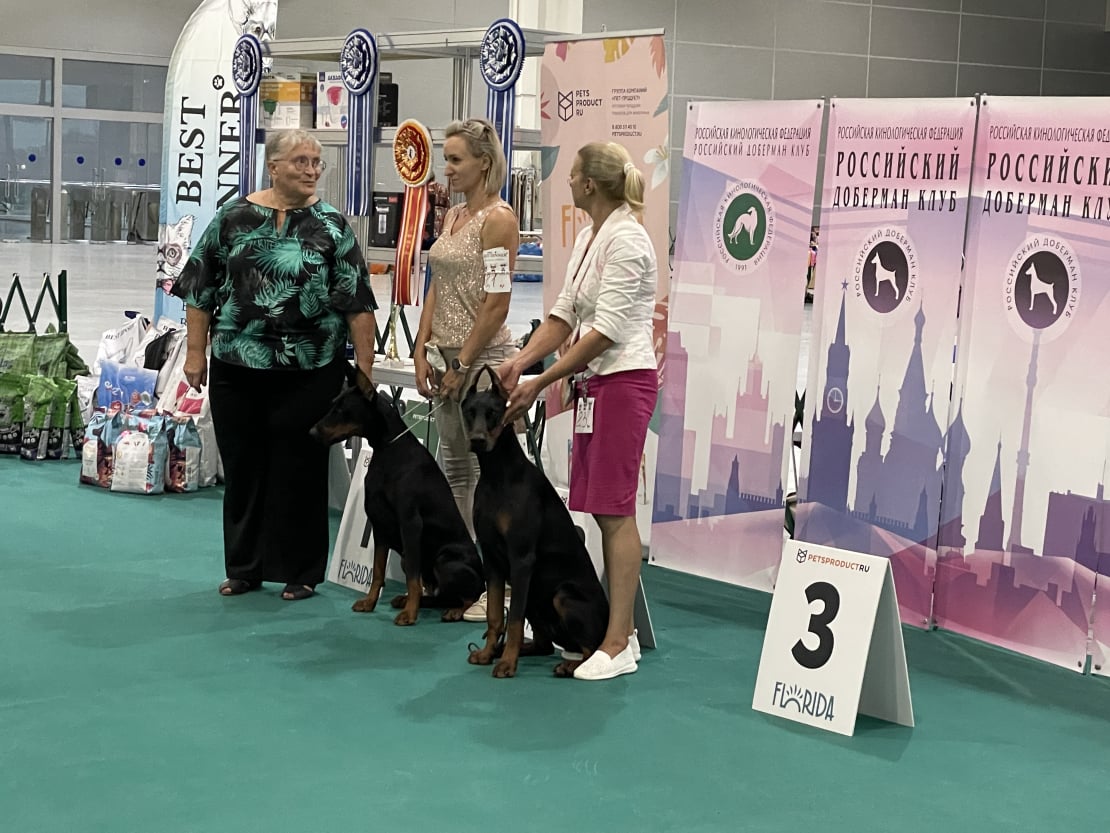 Doberman Rose foto