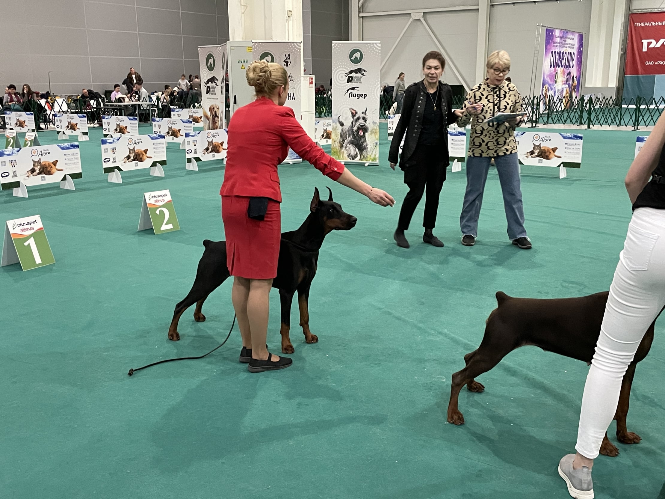 Doberman Rose foto