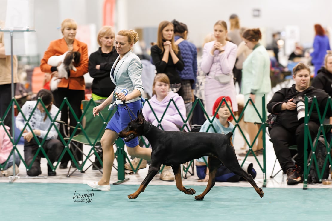 Doberman Rose foto