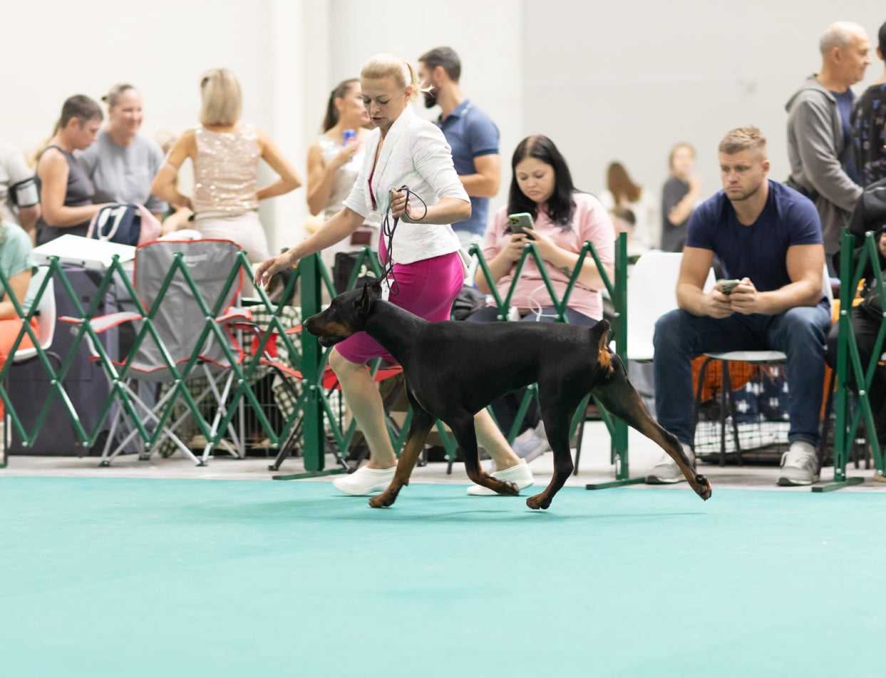 Doberman Rose foto