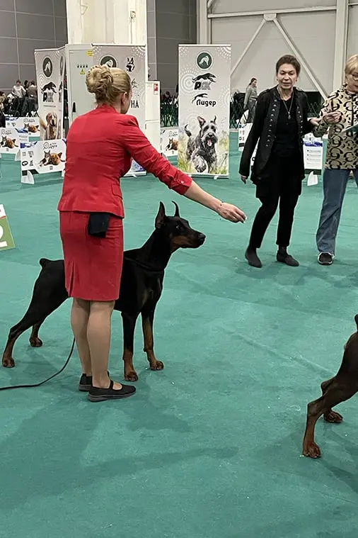 Rose - Выставка 1 декабря 2024 года