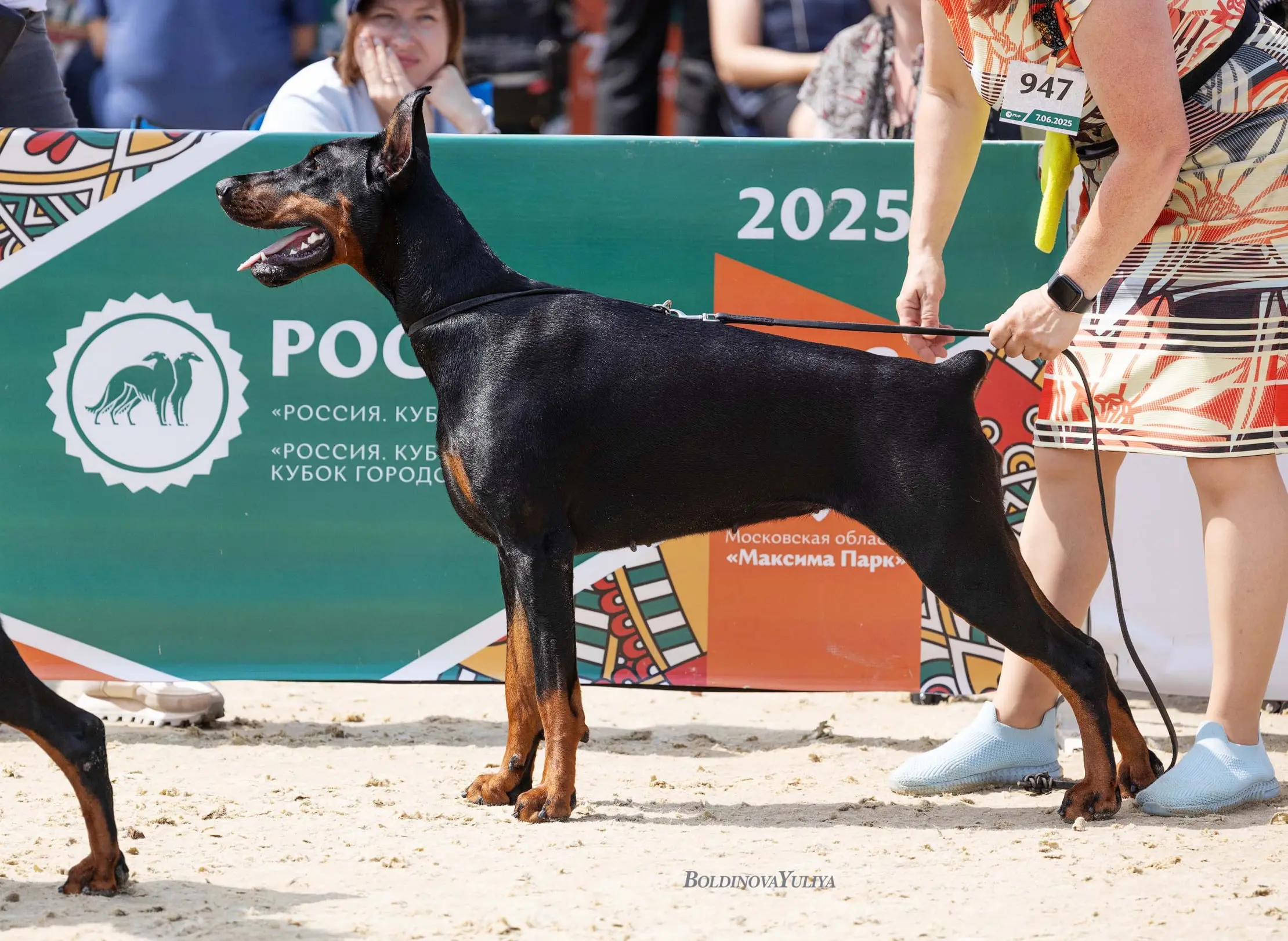 Doberman Rose foto