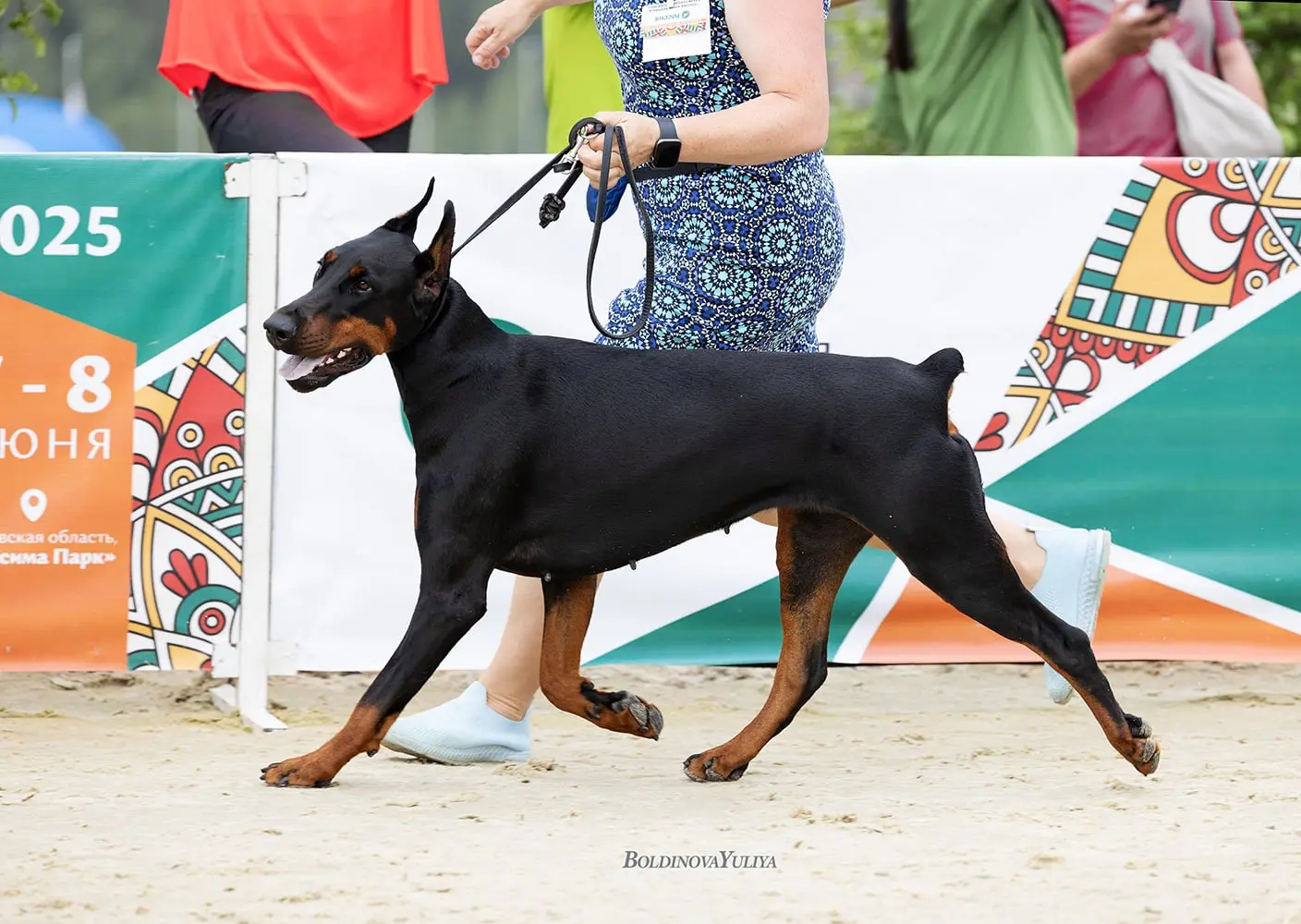 Doberman Rose foto