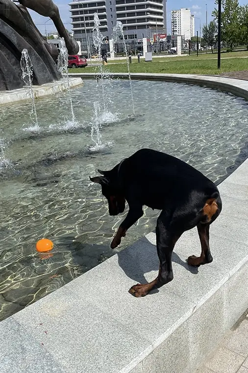 Rose - Выставка 14 июня 2025 год