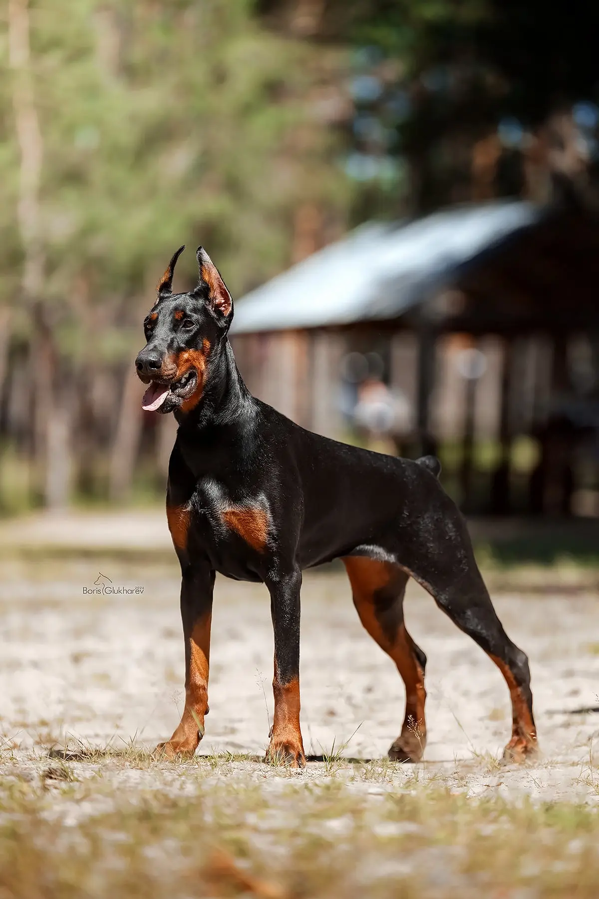 Doberman Rose foto