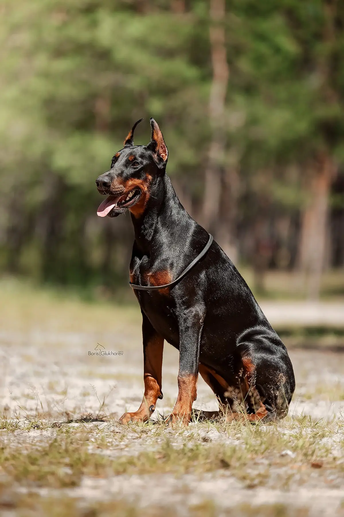 Doberman Rose foto