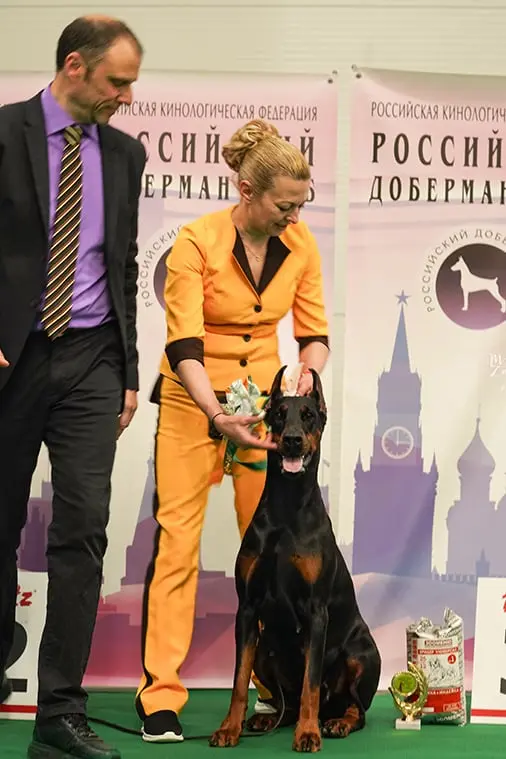 Rose - Выставка 28 марта 2026 год. Победитель Доберман клуба НКП