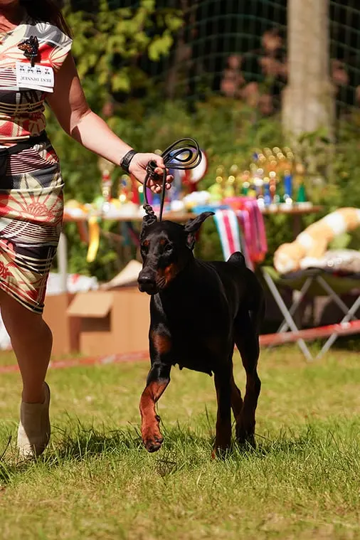 Rose - Выставка 30 августа 2025 год