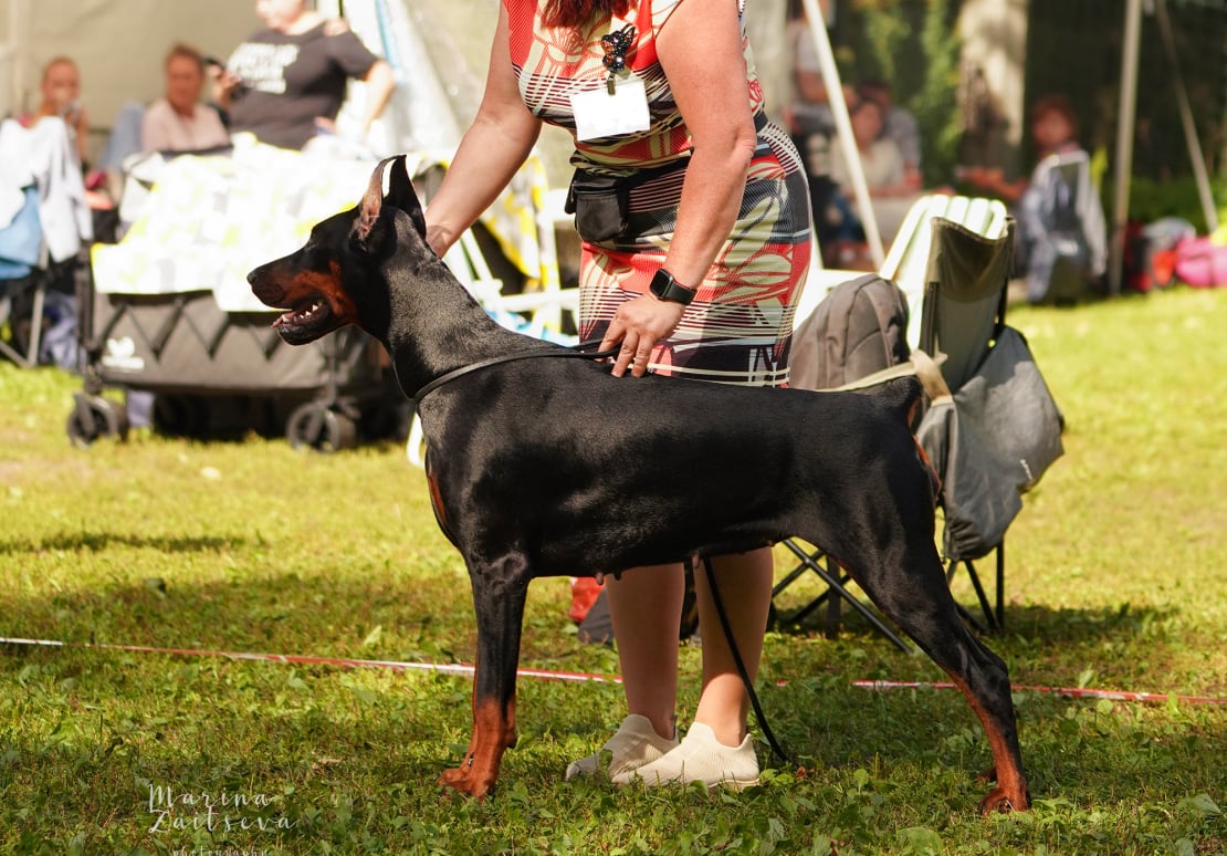 Doberman Rose foto