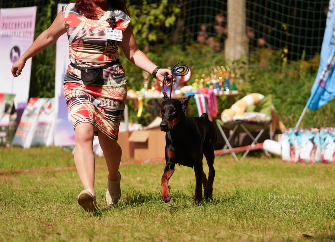Doberman Rose foto