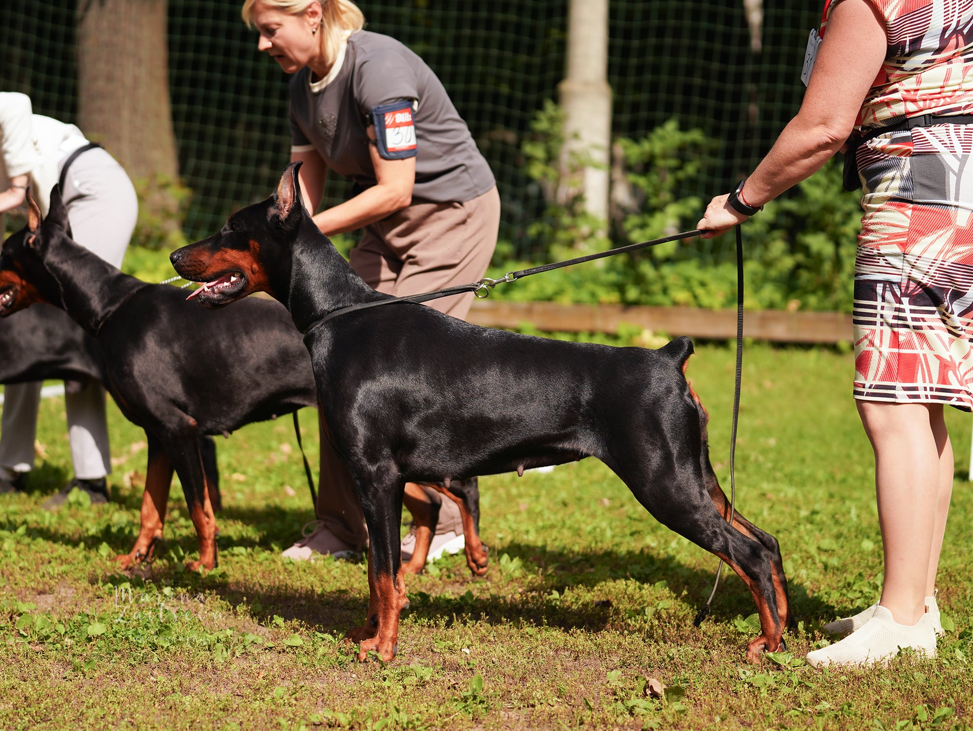 Doberman Rose foto