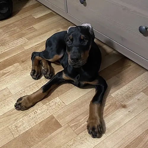 Doberman Rose foto