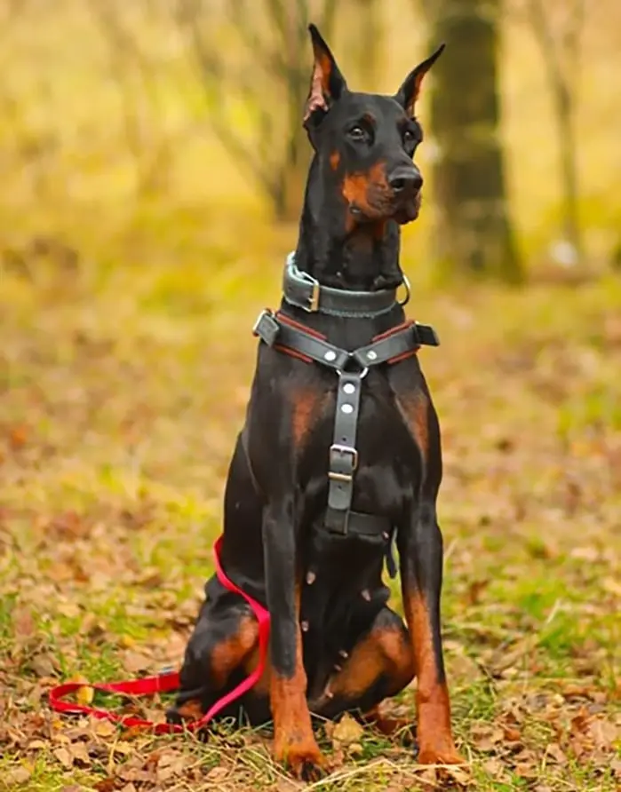 Доберман / Dobermann - Сука