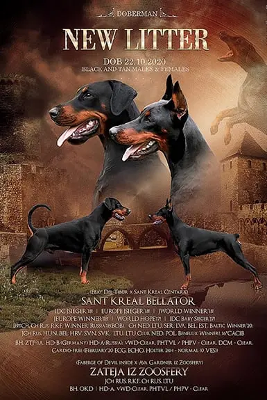 Sant Kreal Bellator / Zateja iz Zoosfery