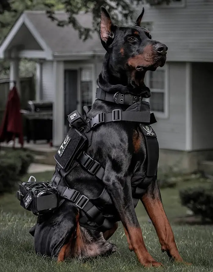 Доберман / Dobermann - Kobel