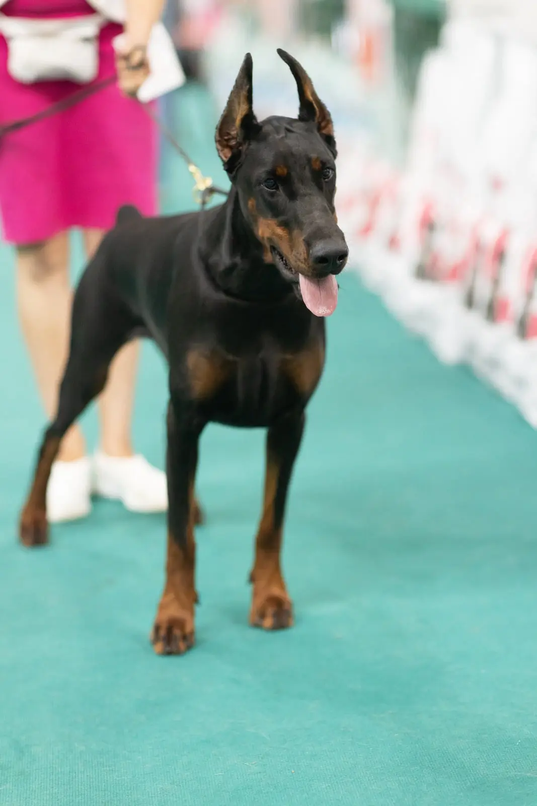 Doberman Rose foto