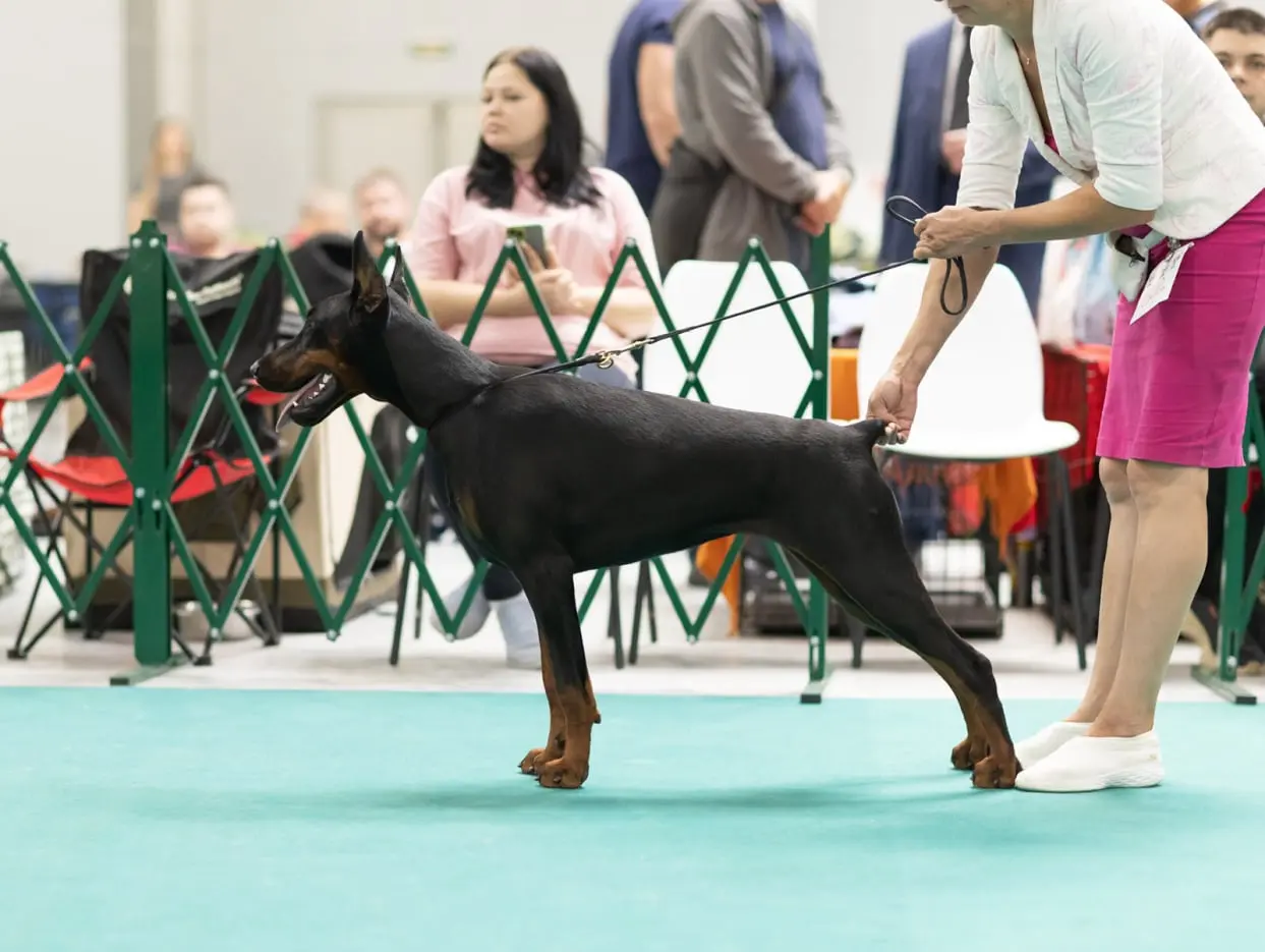 Doberman Rose foto