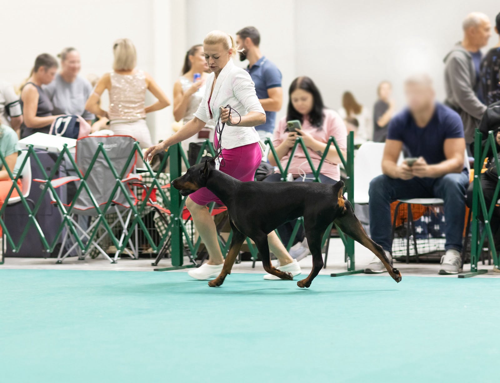 Doberman Rose foto