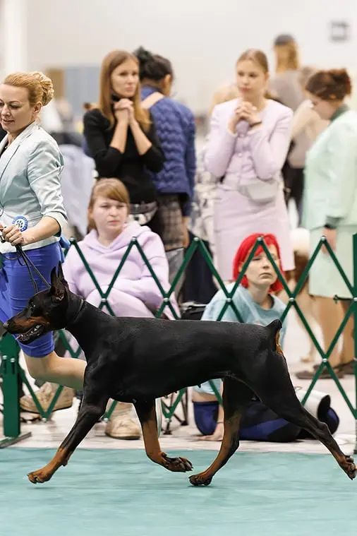 Rose - Выставка 18 января 2025 года